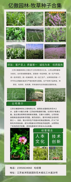 牛羊草种子可四季种,喂羊牛草种子有哪些品种