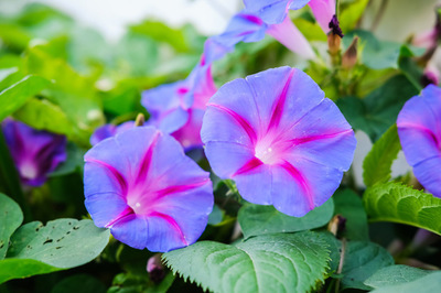 花种子什么季节种最好,野花种子怎么种容易发芽