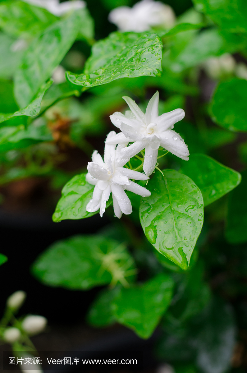 香水茉莉花图片,香水茉莉盆栽图片