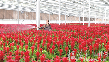 西安大型花卉市场,西安最大花卉市场批发市场在哪里