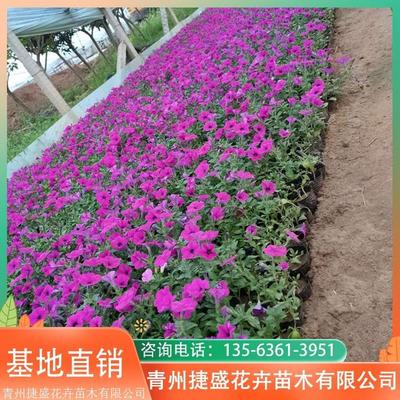 花种子大全及价格大花朵,花种子名称和种植大全