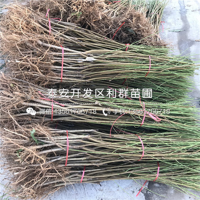 想开一个花卉盆栽店怎么样,想开一个花卉盆栽店怎么样呢