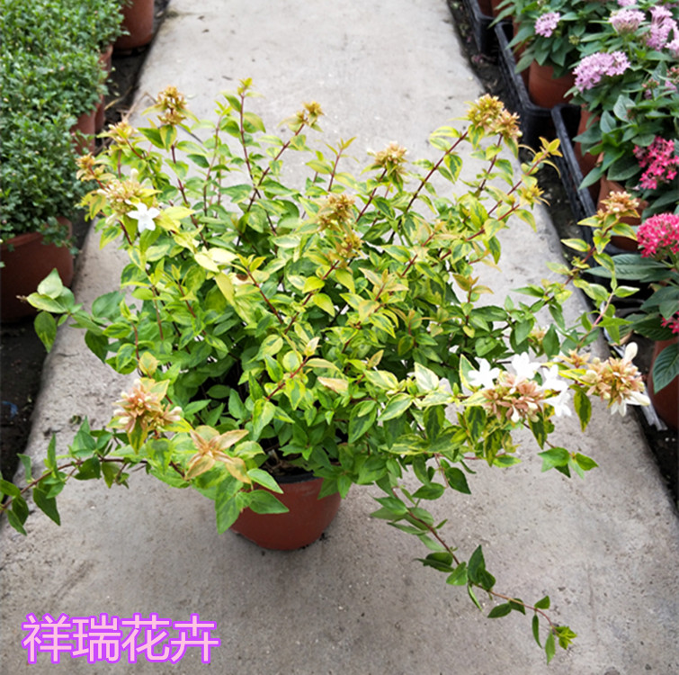 适合栽在院子里的花卉,适合种在院子里的花卉有哪些?