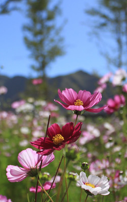 最美的格桑花图片,最美格桑花全屏壁纸