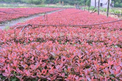 萧山花木批发市场,萧山花木批发市场有青砖买吗