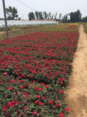 各种花草图片大全大图,各种花草植物图片