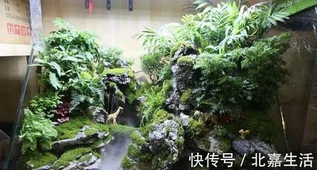 家庭养花大全图和花名,家庭养花大全 100