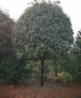 想卖桂花树但是不知道去哪里买卖,哪里出售桂花树