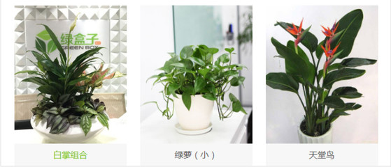 植物租摆服务的基本标准,植物租摆服务的基本标准是什么