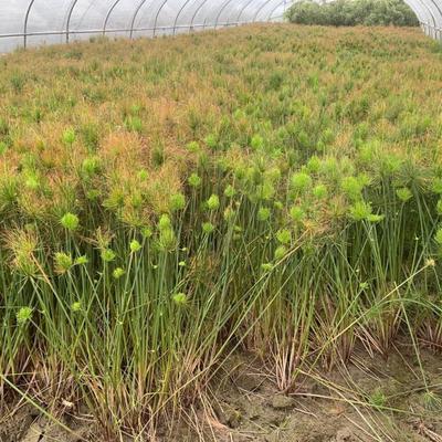 室外耐寒耐热好养常绿植物,室外耐寒植物有哪些品种