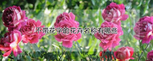 不带花字的花卉名称有哪些,不带花字的花卉名称有哪些品种