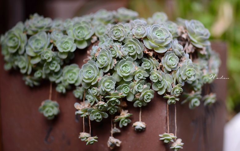 花盆图片唯美高清,花盆图片 手绘