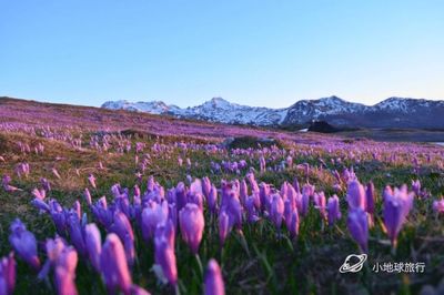 藏红花的花语和传说,藏红花花语是什么