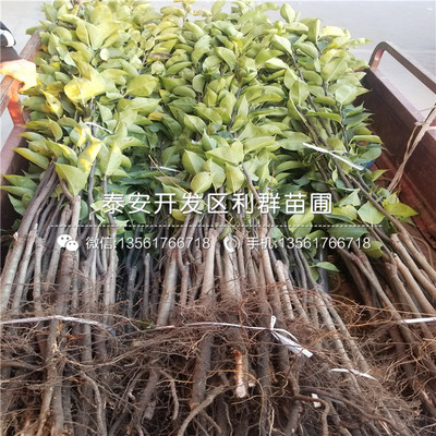 花卉营业执照名称大全,花卉绿植营业执照