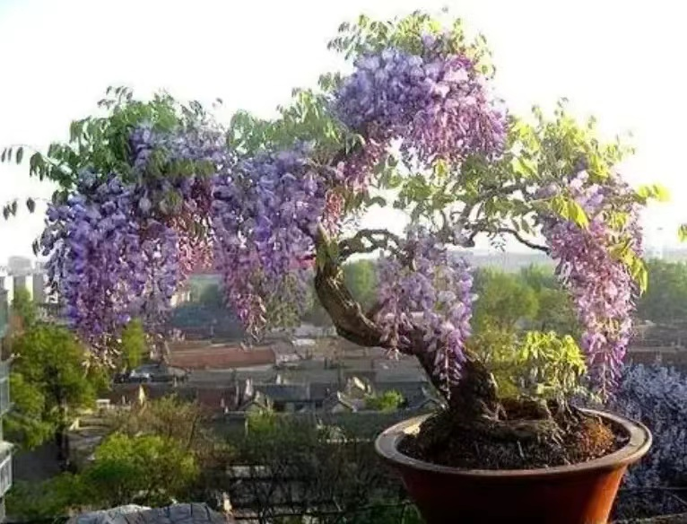 适合北方庭院种植的花树有哪些,适合北方庭院栽种的花树