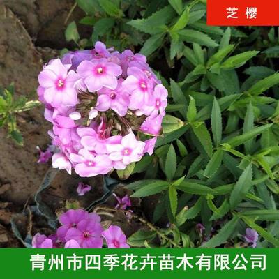 芝樱花苗图片,芝樱花如何养殖