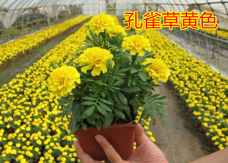 草花籽图片价格,草籽花学名