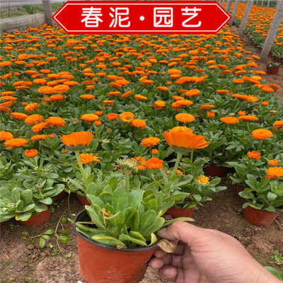 花卉种植批发基地,花卉种植基地在哪里