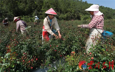 玫瑰种植方法,玫瑰种植方法与技巧视频