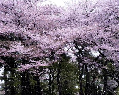 日本樱花树图片大全,日本樱花树图片大全欣赏