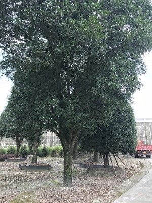 桂花树哪里买,桂花树哪里买比较正宗