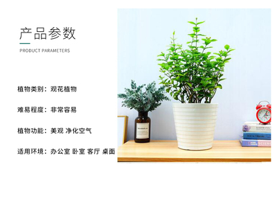 家庭绿植花卉品种,家庭绿植花卉品种图片