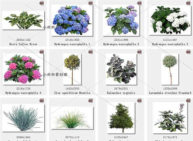 常见100种花卉介绍图解,常见花卉介绍和图片