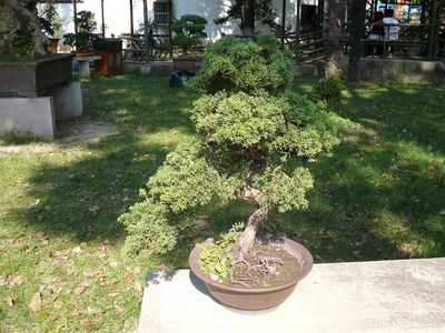 无锡盆景批发基地,无锡花木盆景批发市场