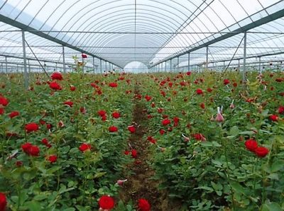 花卉种植技术视频教程,花卉栽培技术视频