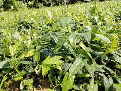 种植什么药材最赚钱,陕西种植什么药材最赚钱