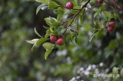 喜阴耐寒的庭院树木,庭院背阴的地方种什么植物