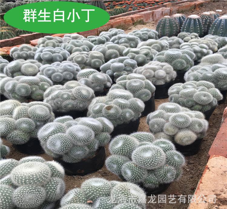 植物种类100种,植物的种类都有哪些