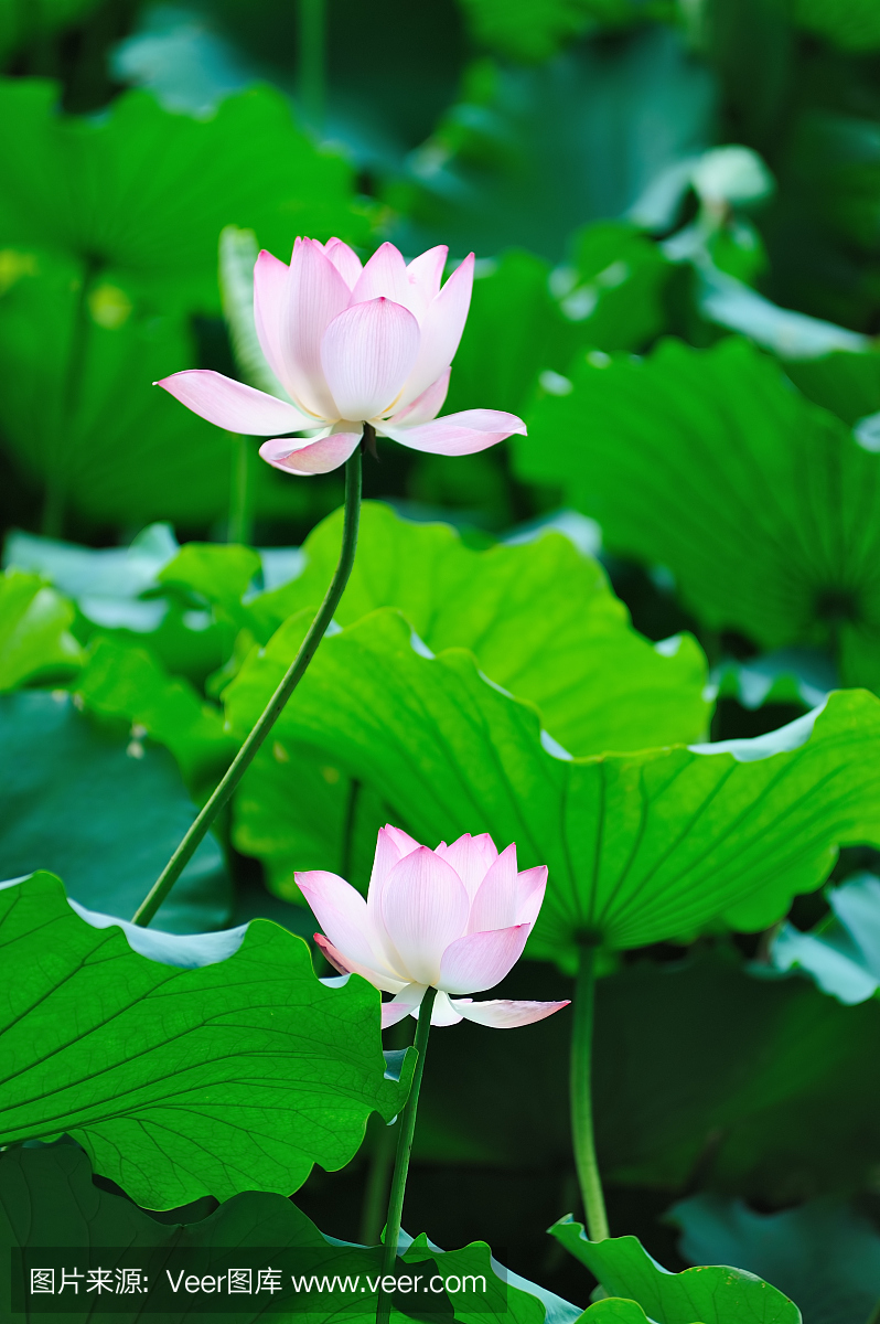 图片花朵风景图片荷花,图片花朵壁纸