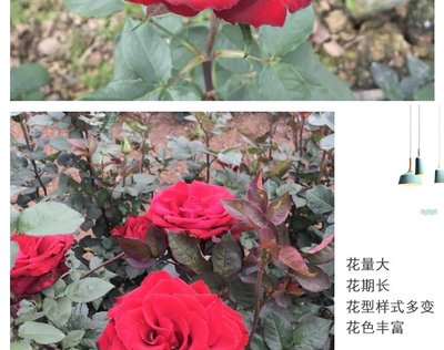 玫瑰花品种,玫瑰花品种大全及图片