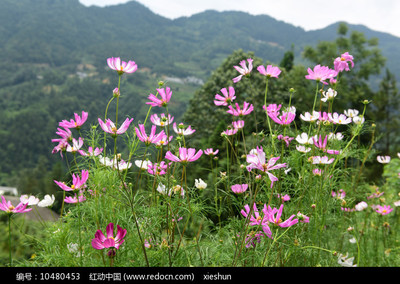 花图片大全风景图片,花图片大全 头像 风景