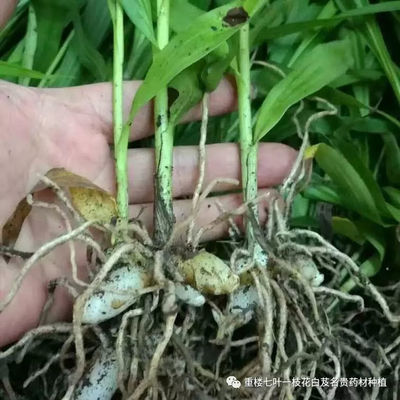 白芨的种植方法,白芨的种植方法与视频