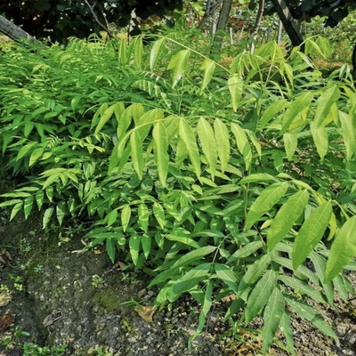 10种有特色的观叶植物图片,常见的观叶类植物有哪些