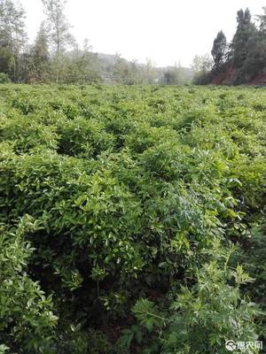 桂花树苗价格一览表,桂花树种价格