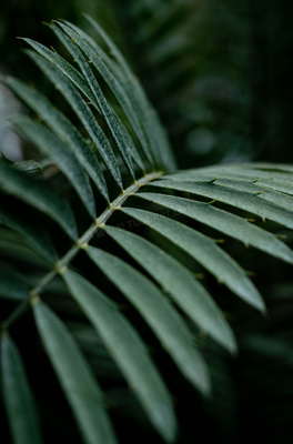 长叶子绿植有哪些,窄长叶子植物大全图解