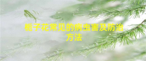 栀子花常见病虫害图片,栀子花常见病虫害图片 白色