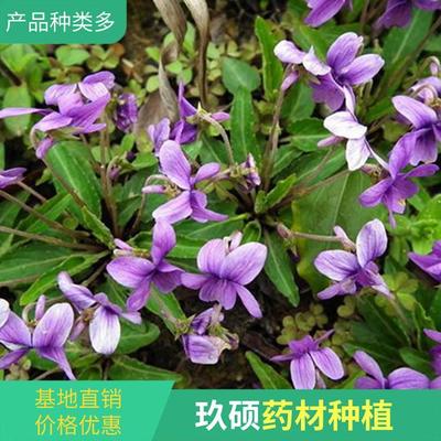 紫花地丁又叫什么名字,紫花地丁还叫什么名字