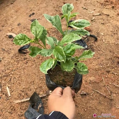 小叶冷水花能治痛风吗,小叶冷水花功效食用方法