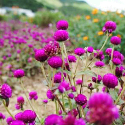 各种花的图案大全,各种花图画大全