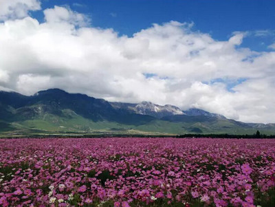 格桑花图片高清大图,格桑花图片高清大图 花海