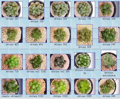 多肉植物的种类名字,多肉植物的种类名字大全