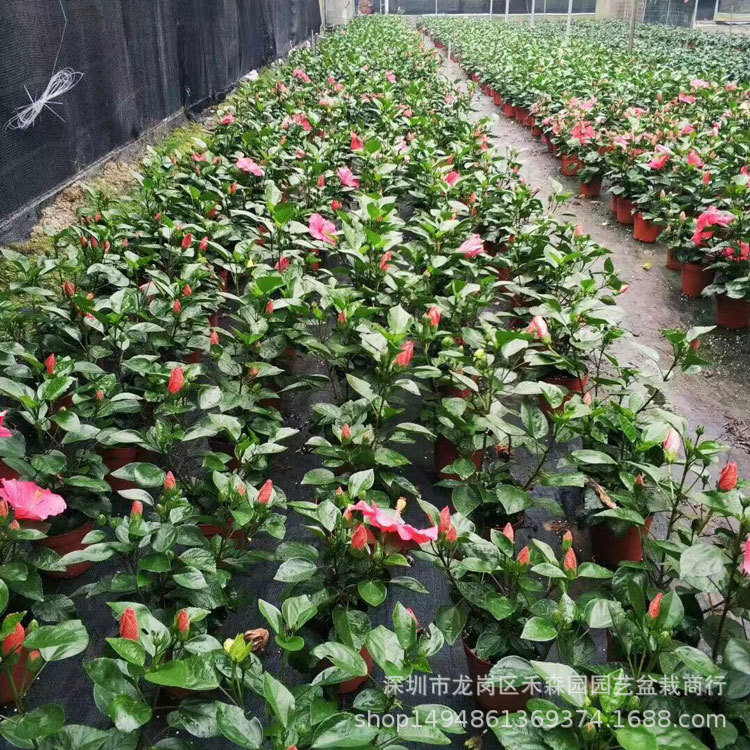 深圳绿化花卉,深圳花卉绿植批发市场