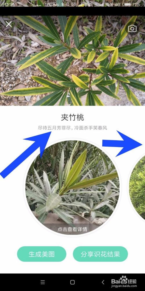 如何识别花草树木的名称,免费识别植物扫一扫不用下载