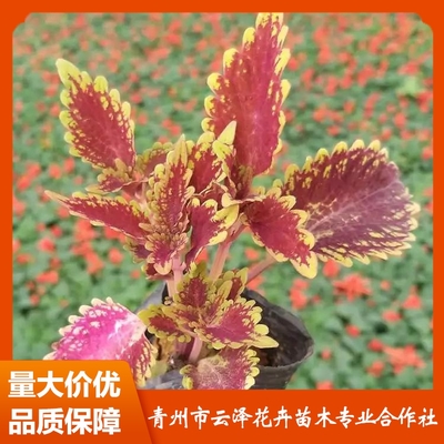 草花品种名称大全图解,草花的品种有哪些