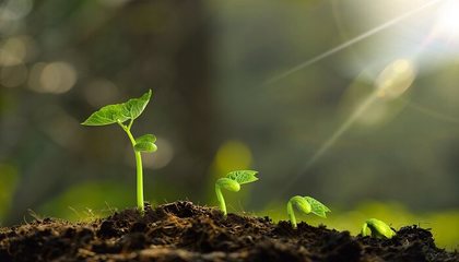 植物肥料有毒吗,植物肥料有哪些种类