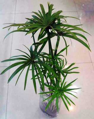 植物名字大全,植物名字好听又特别